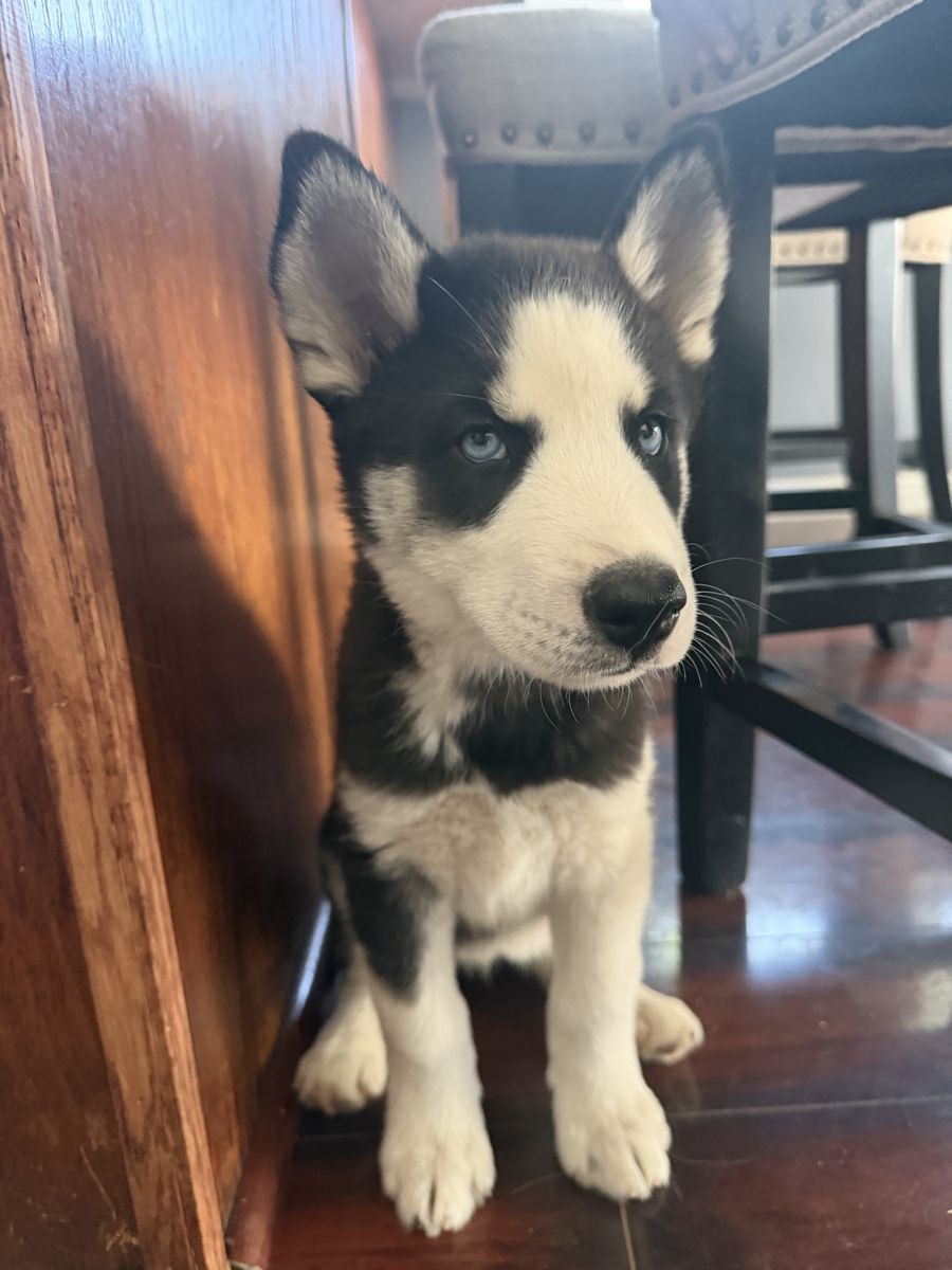 Husky