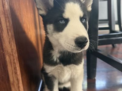 Husky