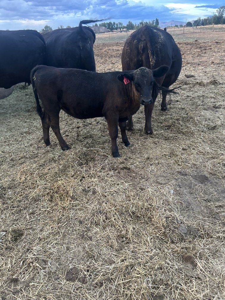 one heifer 2400 each 