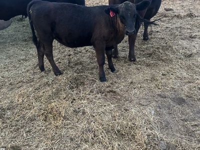 one heifer 2400 each