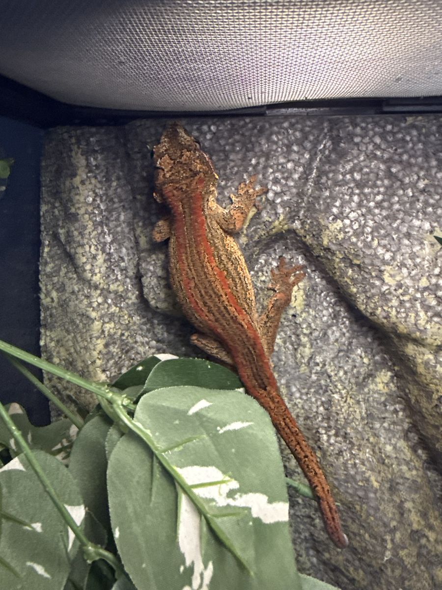 Gargoyle gecko