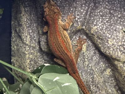 Gargoyle gecko