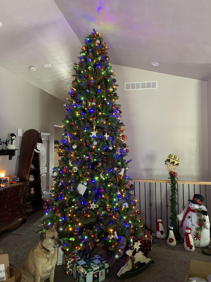 12' Pre-Lit Douglas Fir Christmas Tree with 1200 color changing bulbs