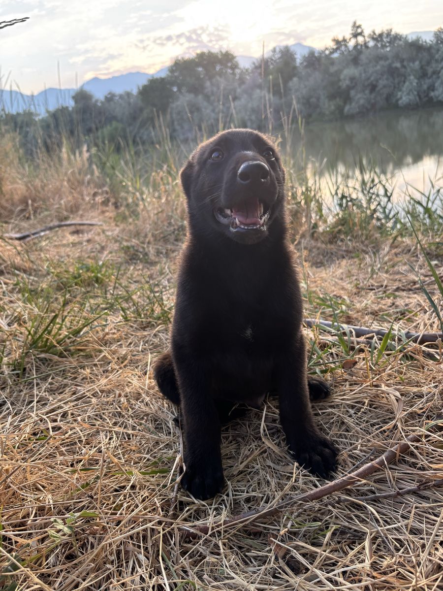 Belgian Shepherd Puppy!!