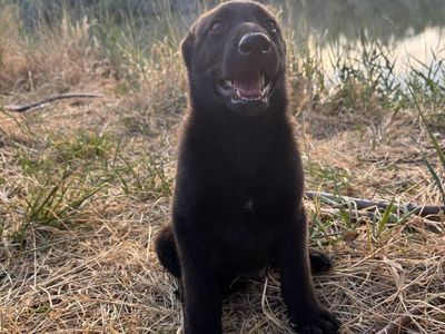 Belgian Shepherd Puppy!!