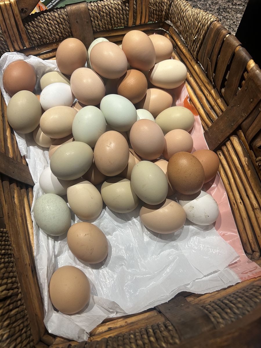 Chicken Eggs