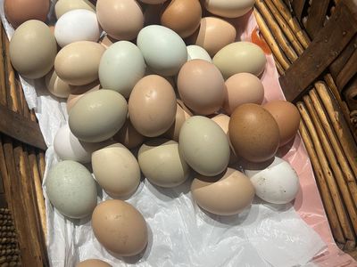 Chicken Eggs