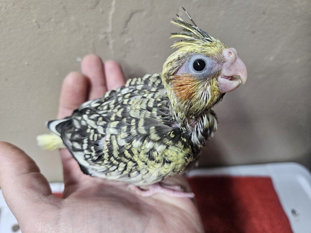 Baby Cockatiels for Hand Feeding