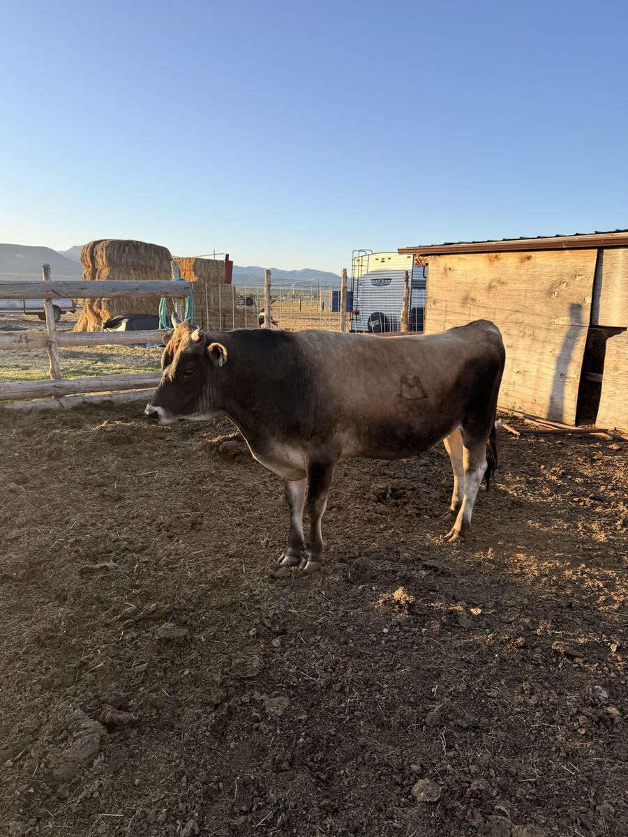 2 year old Jersey Bull