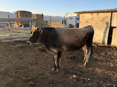 2 year old Jersey Bull