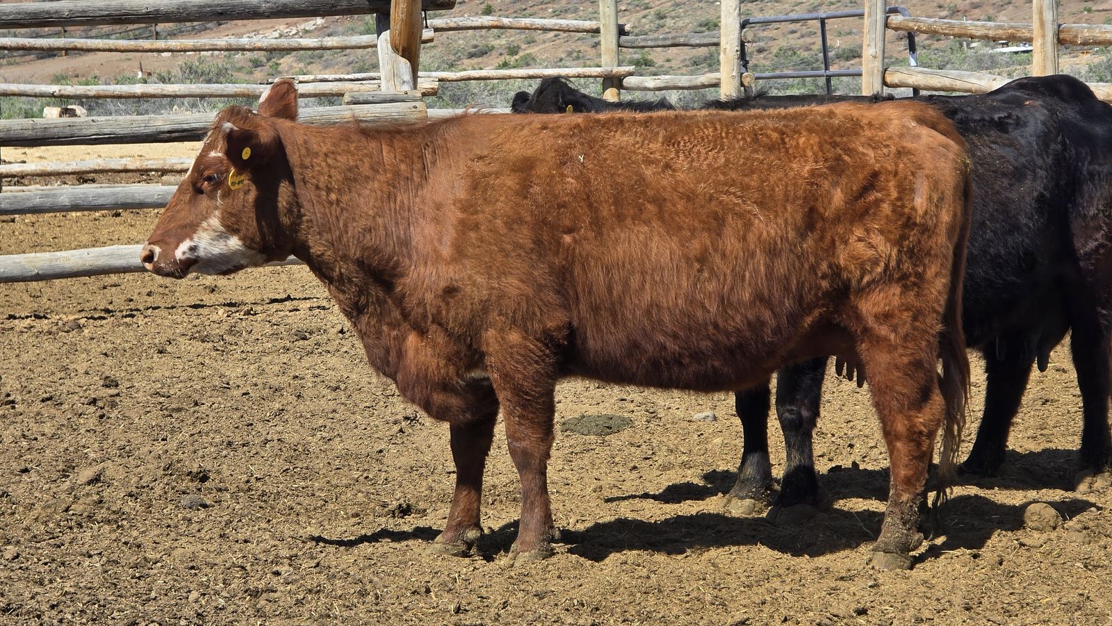 American aberdeen (lowline)/mini hereford Cow calf pair