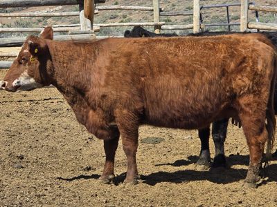 American aberdeen (lowline)/mini hereford Cow calf pair