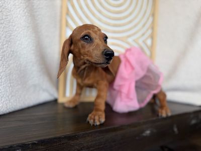 Mini Dachshund Puppies