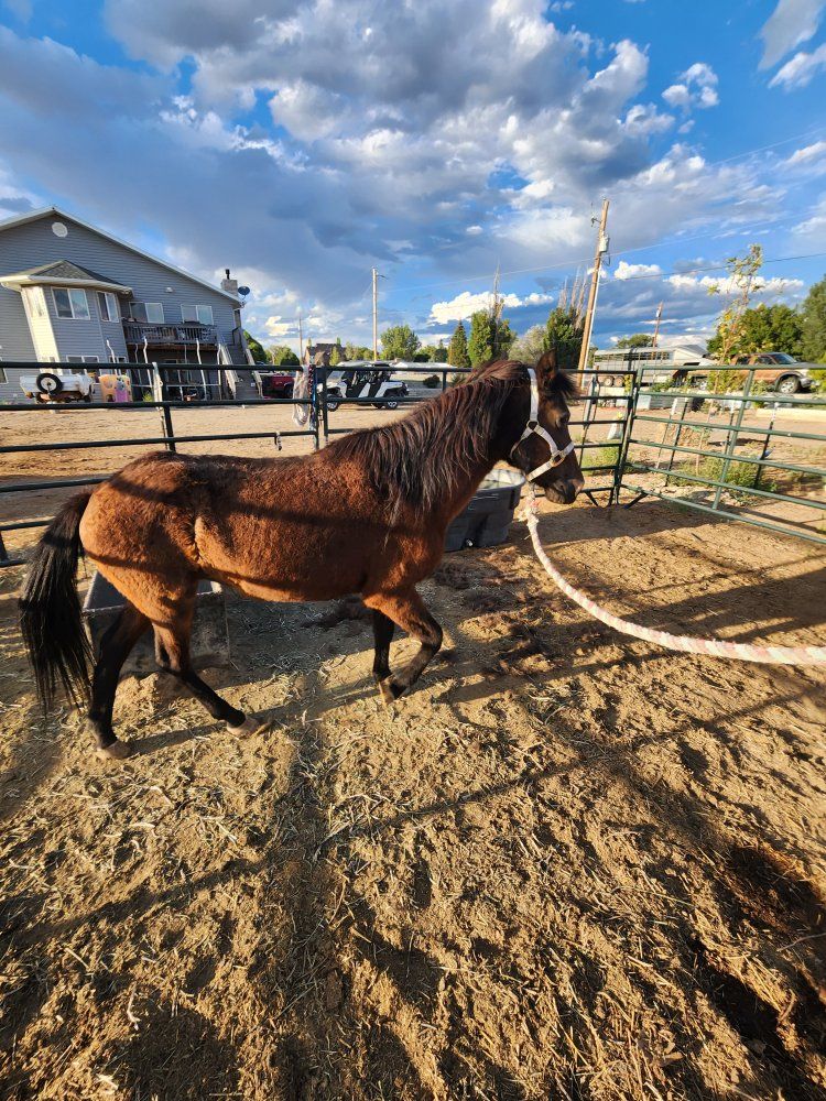 grade bay pony for Sale