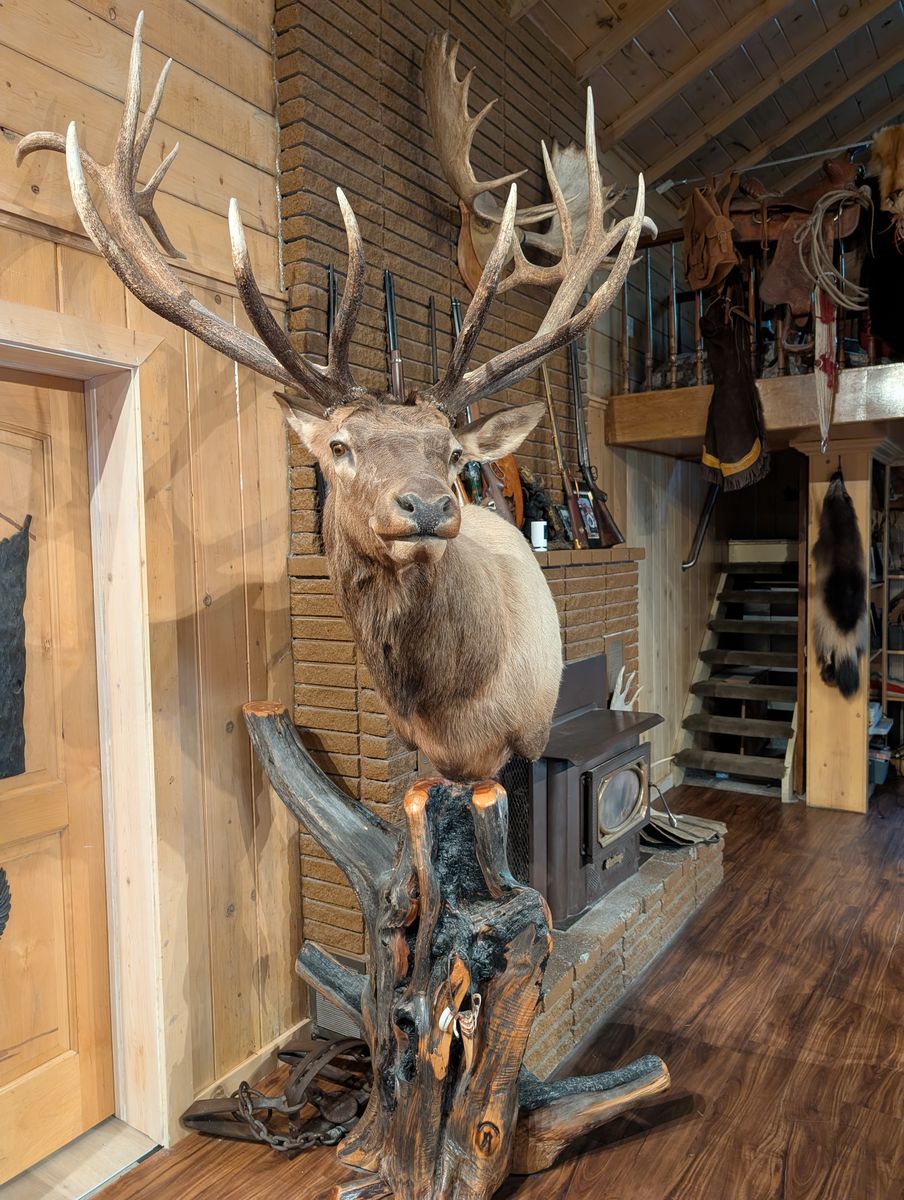 TROPHY ELK mounted on a wooden pedestal