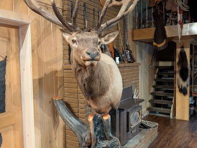 TROPHY ELK mounted on a wooden pedestal