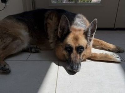 Rehoming Sophie, our senior female german shepherd in Springville
