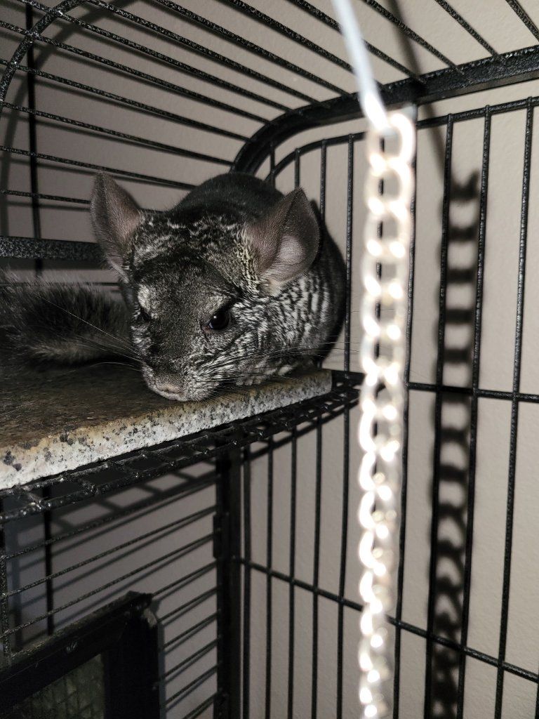 Male Chinchilla & Enclosure, Toys, Food