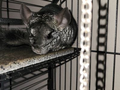 Male Chinchilla & Enclosure, Toys, Food