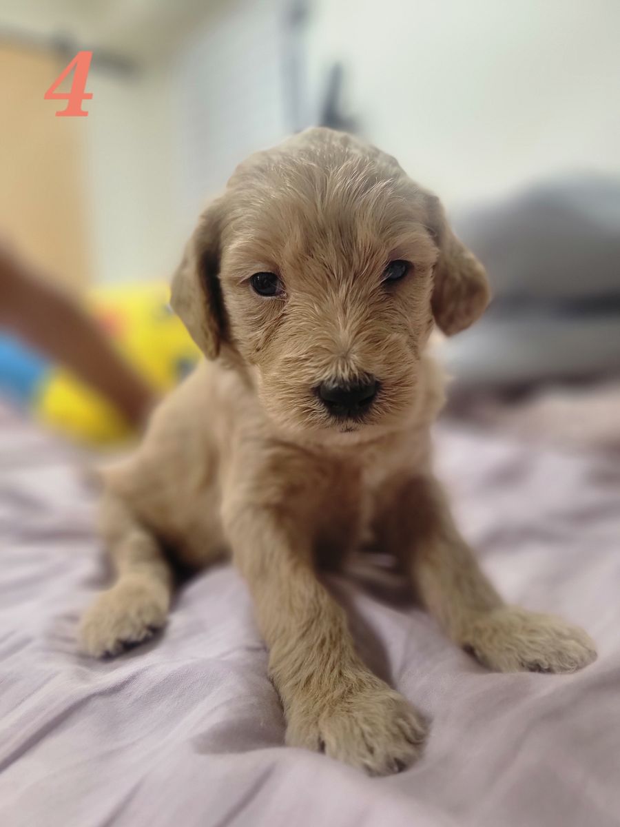 f2 Goldendoodle Puppies