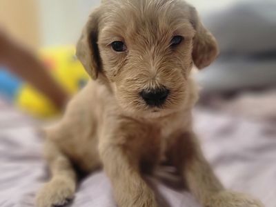 f2 Goldendoodle Puppies