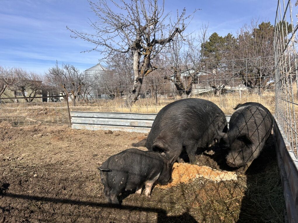 Sow Pig Kune Kune, Idaho Pasure, Pot Belly Mix