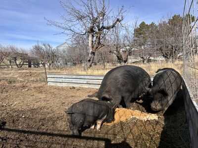 Sow Pig Kune Kune, Idaho Pasure, Pot Belly Mix