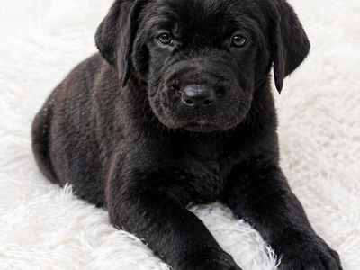 Rottweiler Mix Puppies