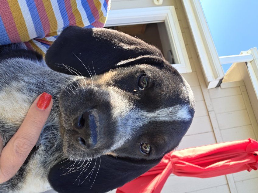 Purebred Bluetick Coonhound Pippy
