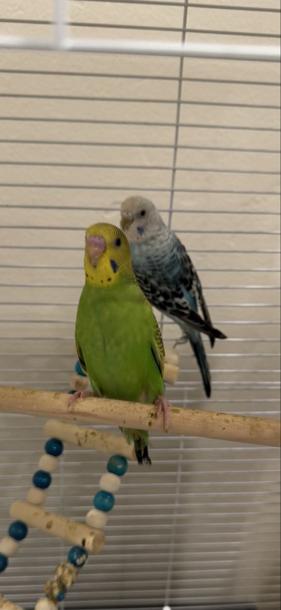 Two baby parakeets