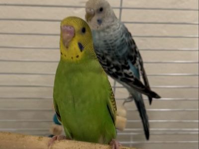 Two baby parakeets