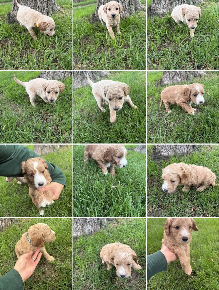 Goldendoodle puppies
