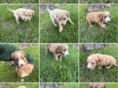Goldendoodle puppies