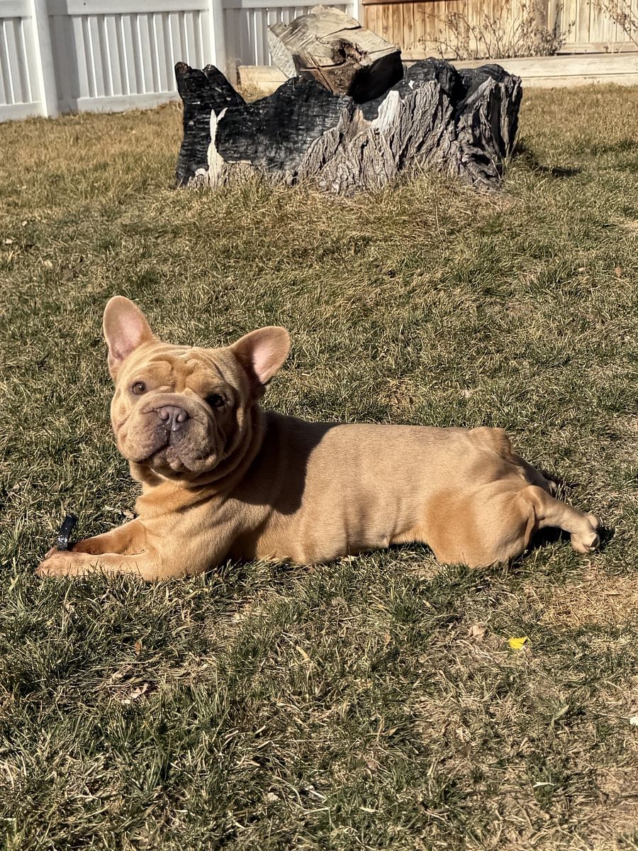 French Bulldog studs
