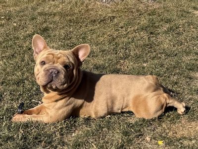 French Bulldog studs