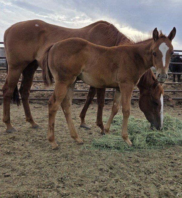 2025 filly by BUZZINGA