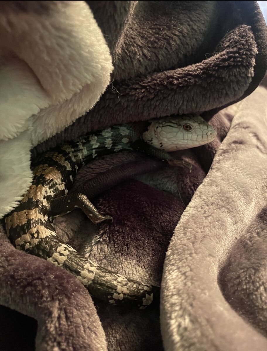 Male Blue Tounge Skink