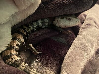 Male Blue Tounge Skink