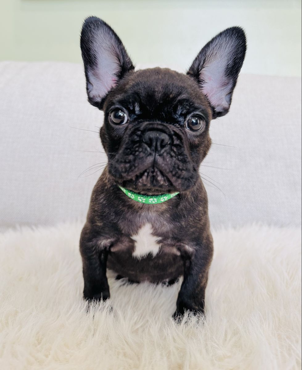 AKC French Bulldog Puppy