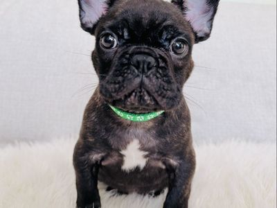 AKC French Bulldog Puppy