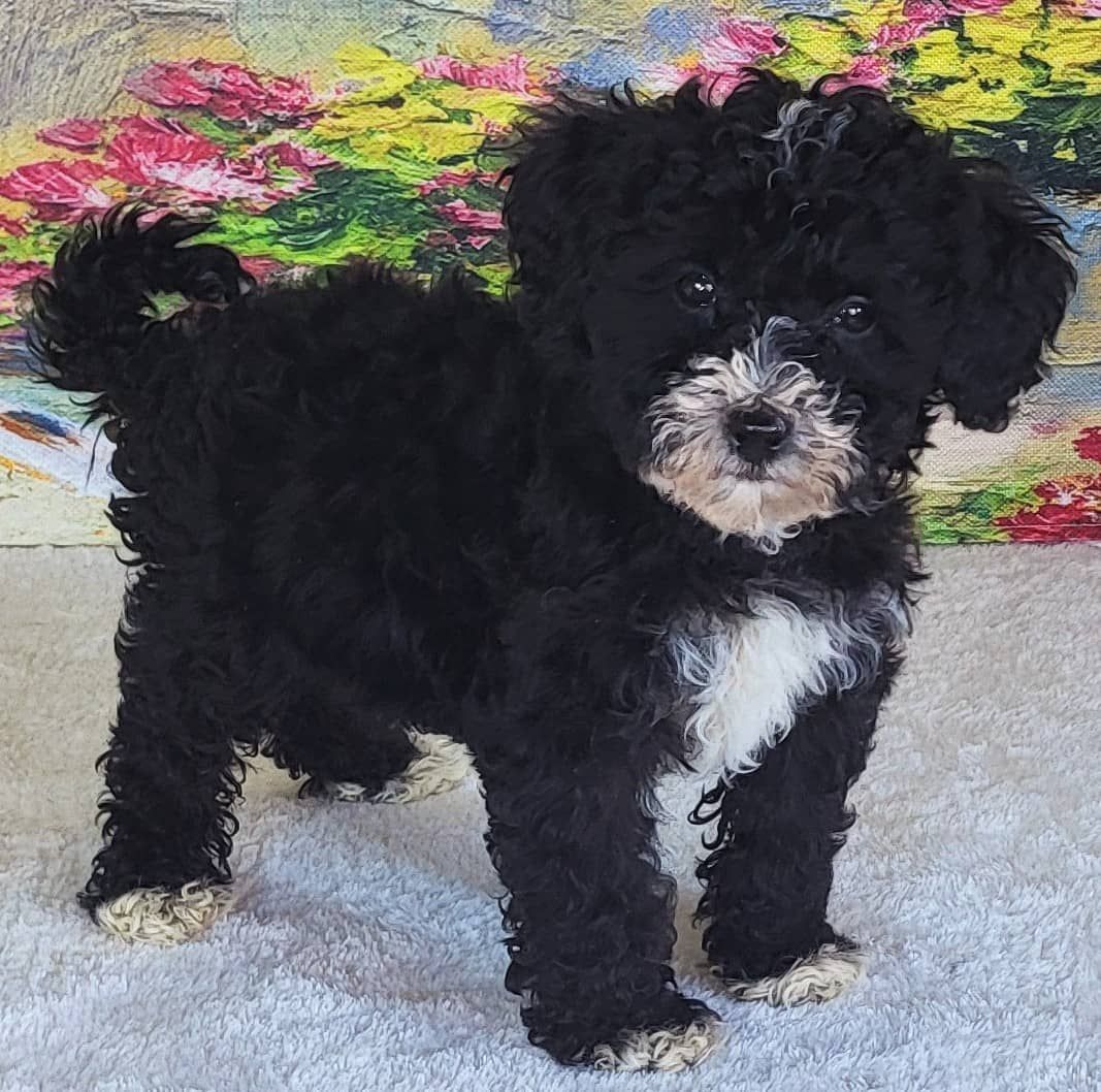 Boy Mendy - Micro Bernedoodle $1500