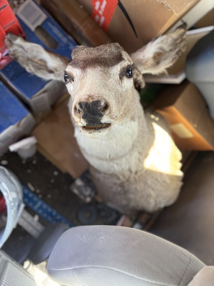 Mounted deer head