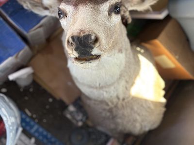 Mounted deer head