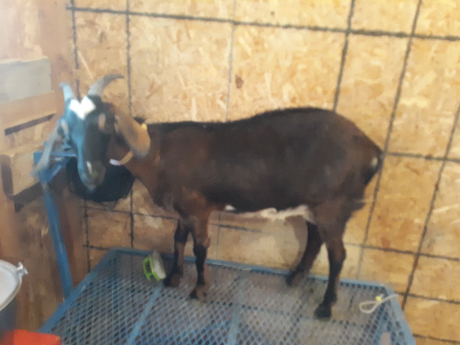 Nubian / Mini Nubian mix dairy milk goat with kid $450