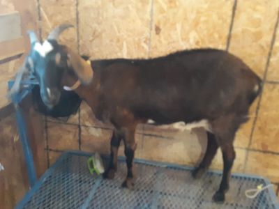Nubian / Mini Nubian mix dairy milk goat with kid $450
