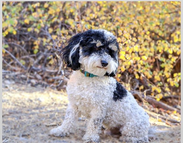 Mini poodle stud mini