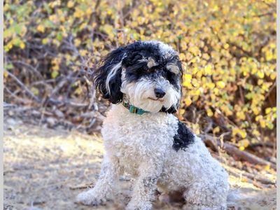Mini poodle stud mini