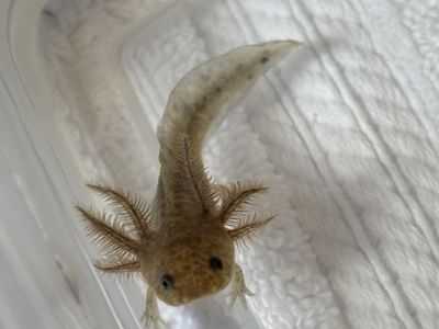 Baby Axolotls!