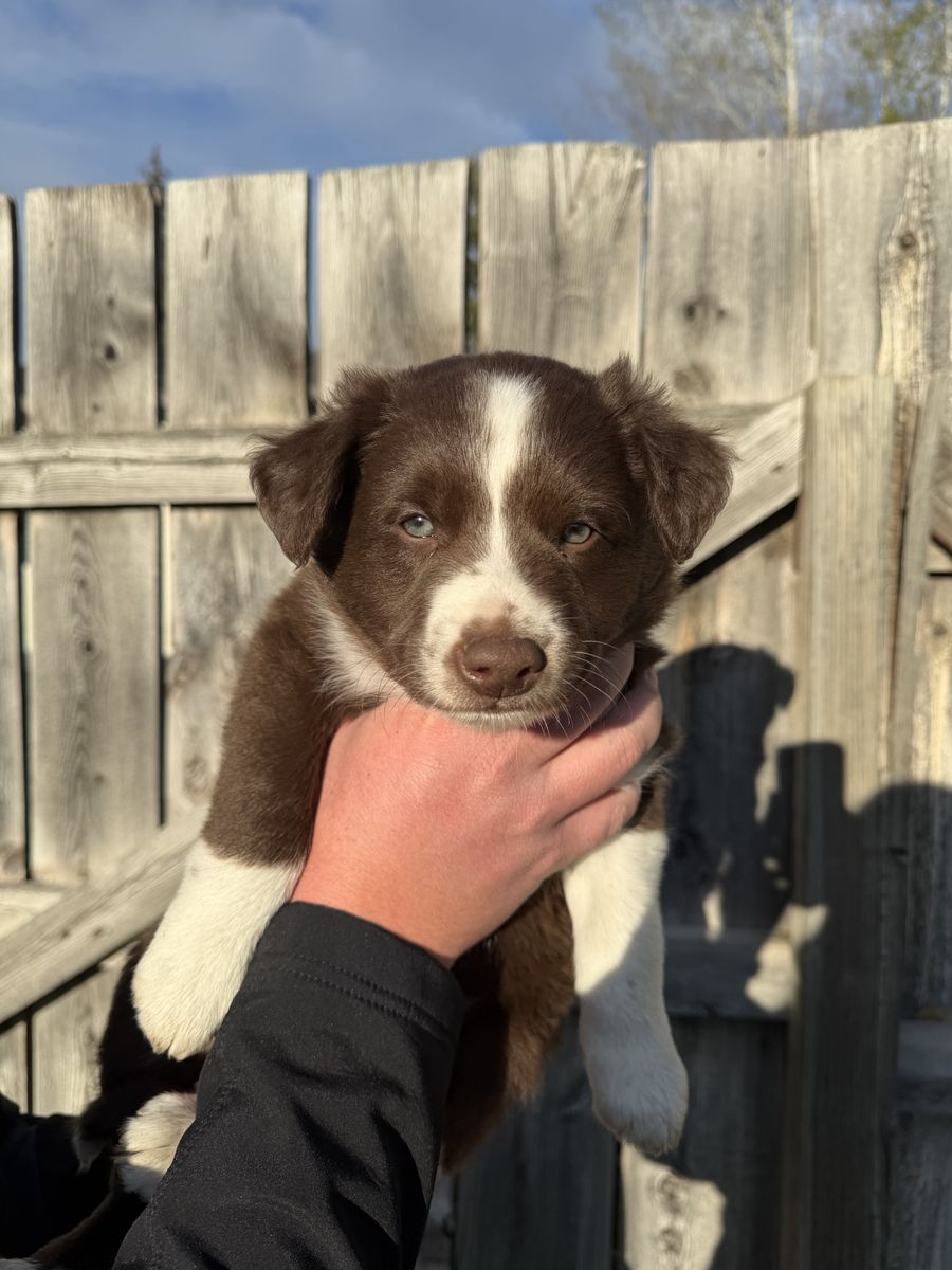 Red Border Collie x Australian Sheppard Puppies