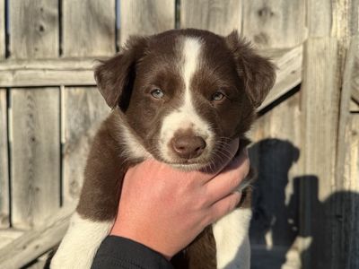 Red Border Collie x Australian Sheppard Puppies